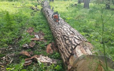 Спил и вырубка деревьев, корчевание пней - Саяногорск, цены, предложения специалистов
