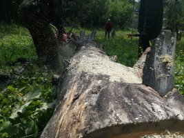 Спил и вырубка деревьев, корчевание пней стоимость услуг и где заказать - Саяногорск